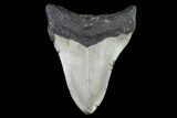 Bargain, Fossil Megalodon Tooth - North Carolina #91630-1